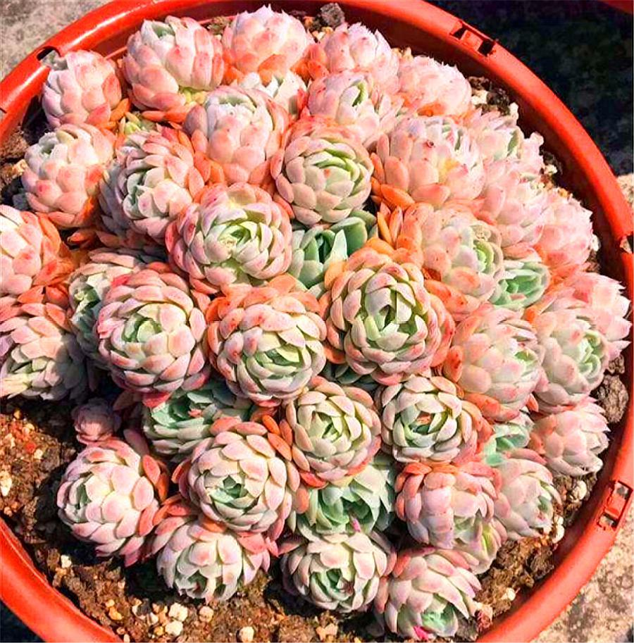 最有仙气的多肉冰梅，夏季养护“3不要”，学会了轻松度夏颜色美