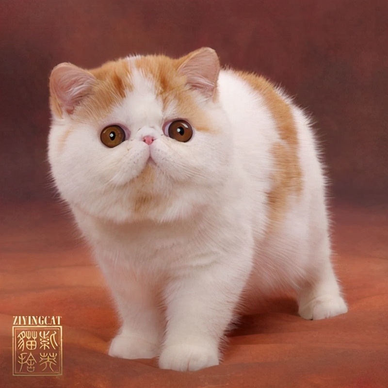 世界十大生物未解之谜,未解之谜奇闻异事神秘生物