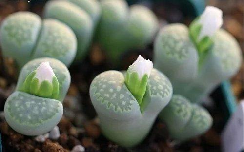 菜花的高危人群，小心不安全*行为性**！