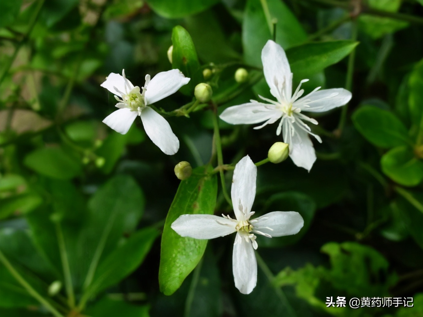 三味草药治类风湿性关节炎,云南祖传治疗风湿性关节炎中药