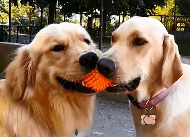 金毛适合玩什么玩具,可以给幼犬金毛买什么玩具