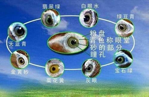 画眉最危险的方法,画眉不叫会撞头