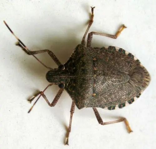 福州林先生家中突然闯入很多“不速之客”，又黑又臭，这到底是啥？