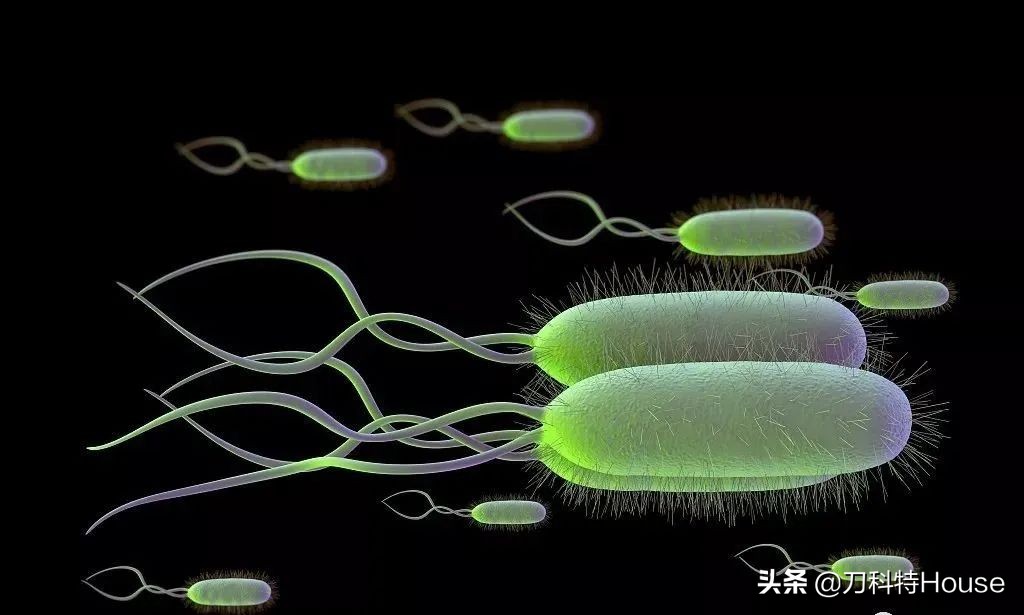 感染幽门螺杆菌，或可致不孕不育，深吻需谨慎可能是感染主要途径