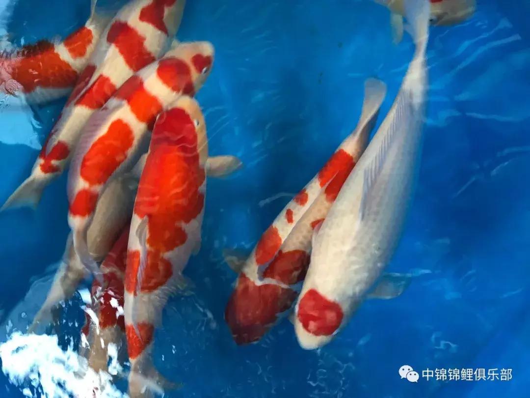 閿﹂菠鍠傞杩囧鏈変粈涔堢棁鐘跺悧,鏃ユ湰閿﹂菠鎬庝箞鍠傞