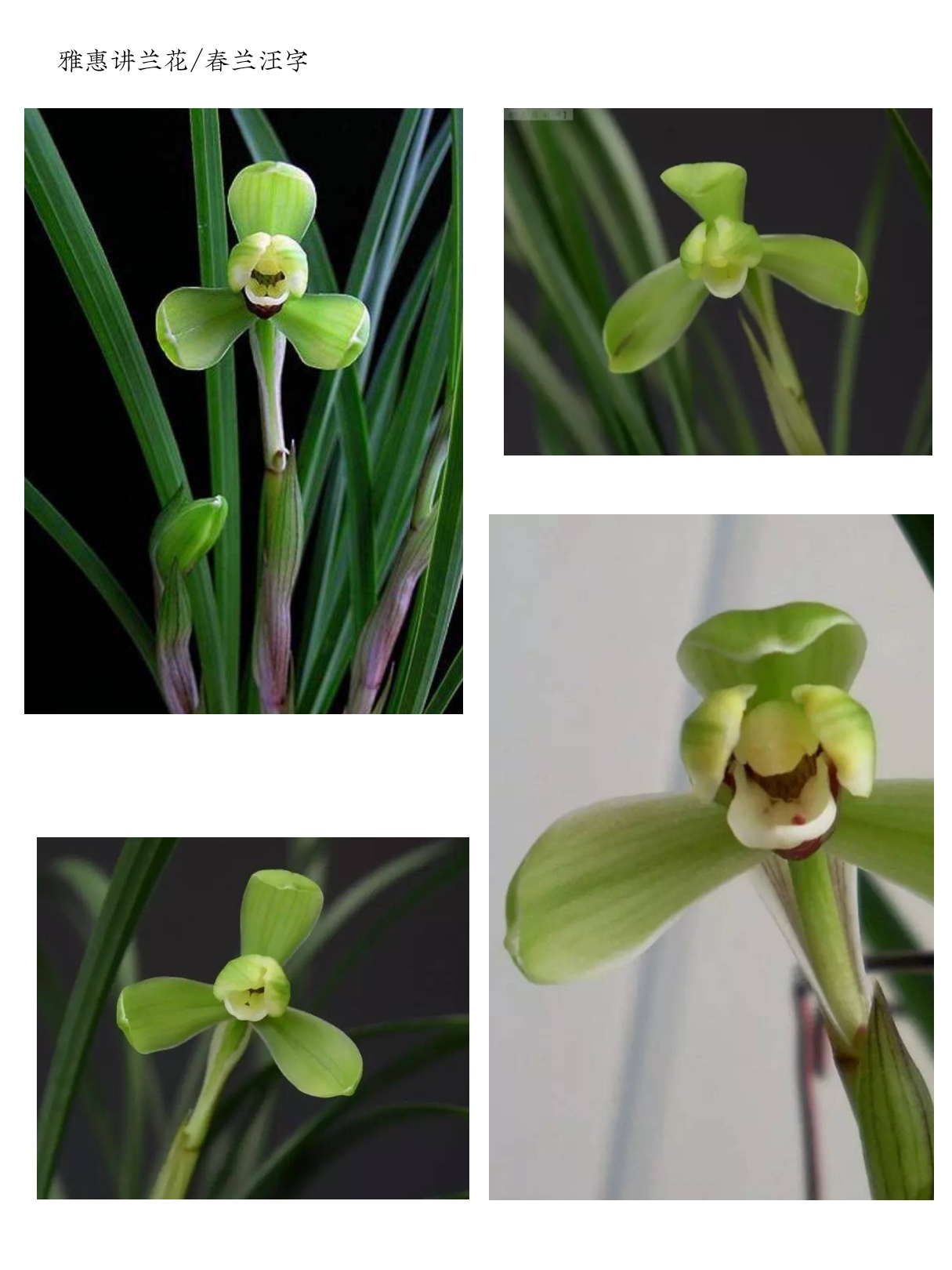 阳台养兰春兰品种推荐,兰友喜欢的春兰品种排名