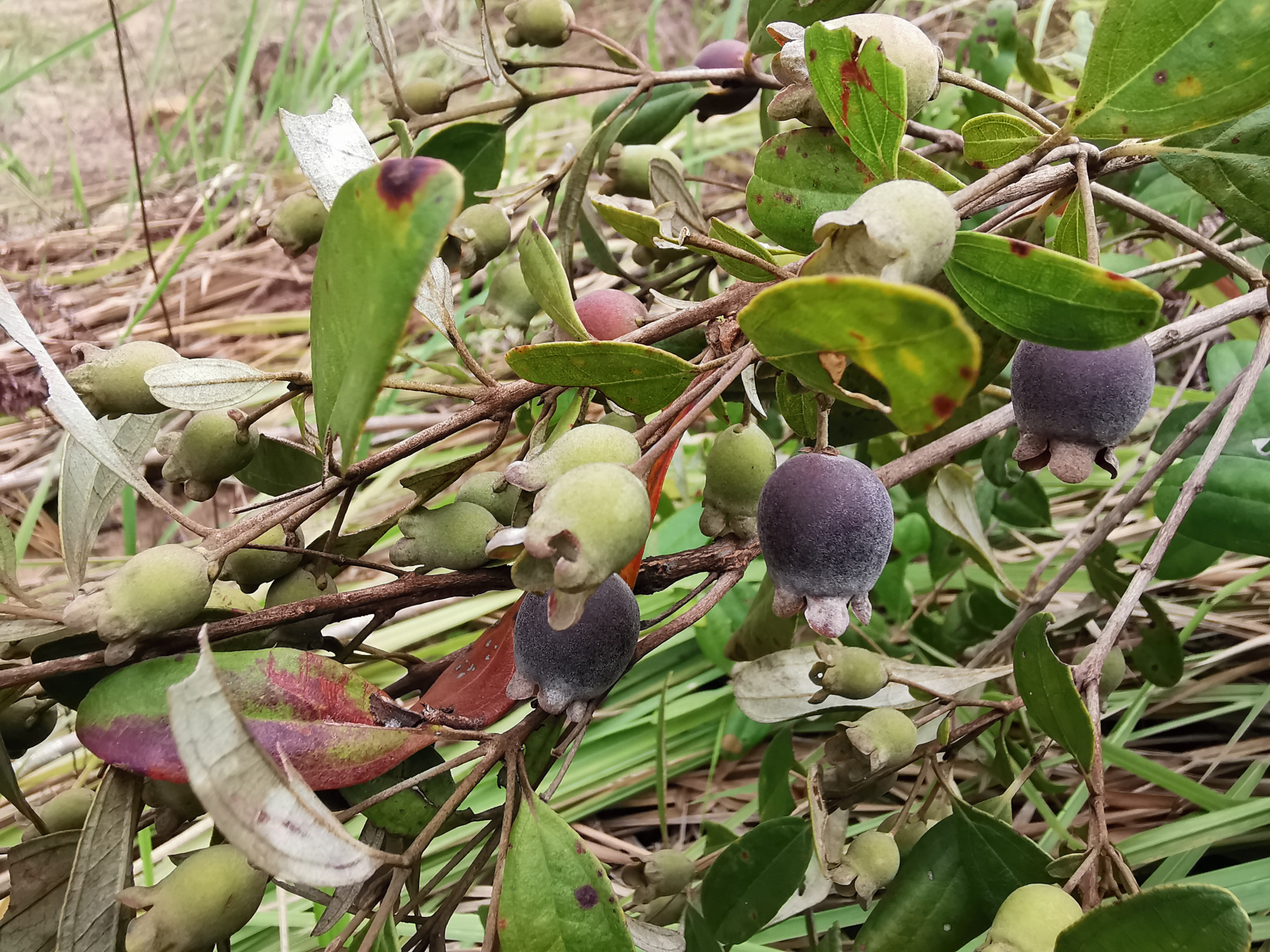 捻子酒半年后要把捻子捞出来吗,捻子酒制作方法