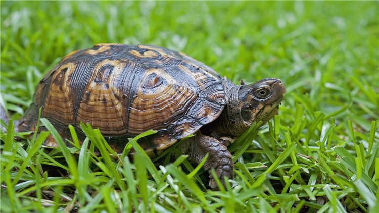 乌龟不吃东西有什么解决方法,乌龟不吃东西解决方法