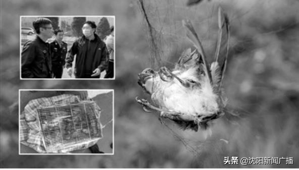 万柳塘鸟市现在星期六开业吗,沈阳万柳塘鸟市最新情况