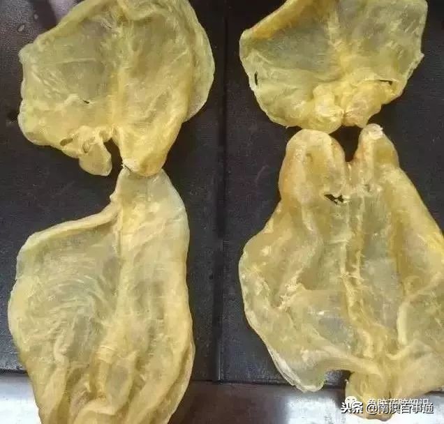 涨知识！鱼胶种类大全，不看亏大了！