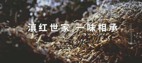 茶推荐口粮茶,新年新推荐一款性价比高的茶