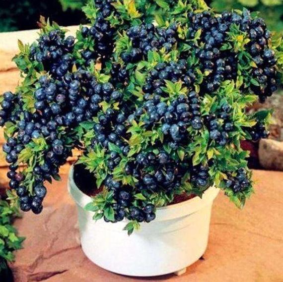 菠萝蜜水果生长记录,菠萝菠萝蜜是在哪里生长