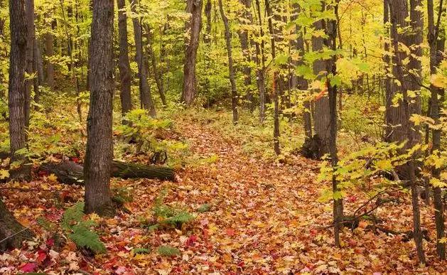 说心情不好无奈的句子,有些心事不能说的心情句子
