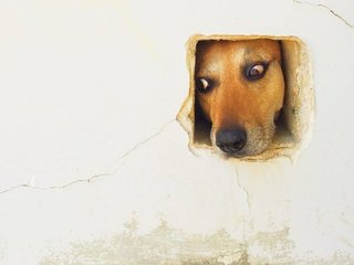 哪款iphone拍出来的照片更好看,苹果年度最佳照片