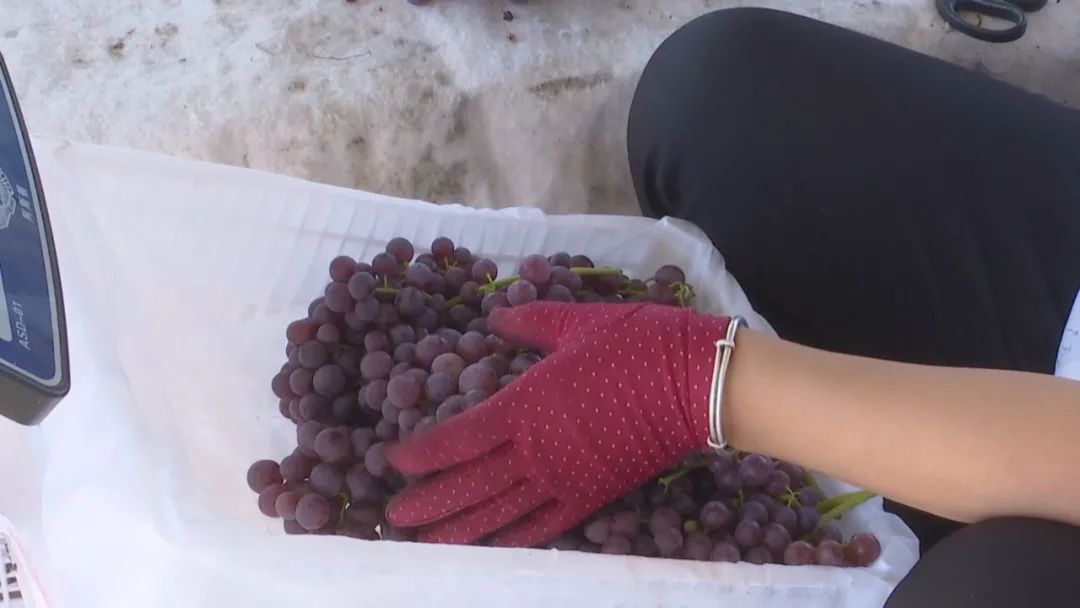 凤凰桥树莓采摘,春天到树莓采摘