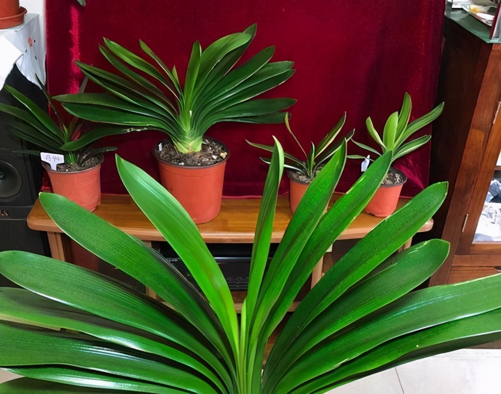 君子兰的换盆方法及注意事项,君子兰换盆后能用日本101生长素吗