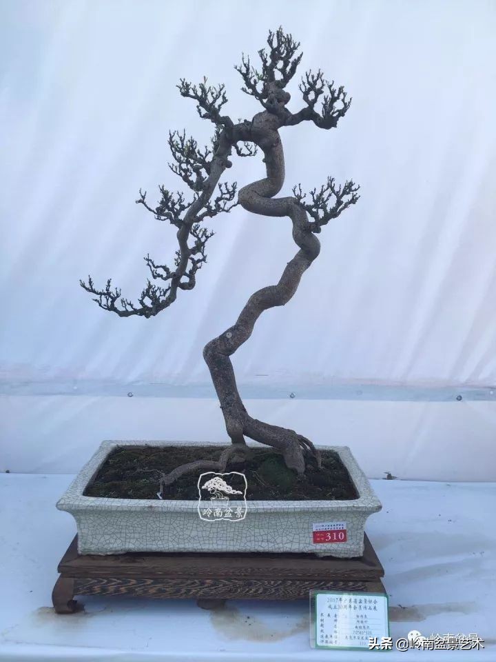 以根代杆下细上粗式盆景图片,十种适合吊着养的盆景