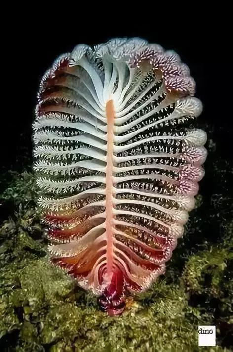 神秘的顶级海底照片难得一见,罕见海底美人照片