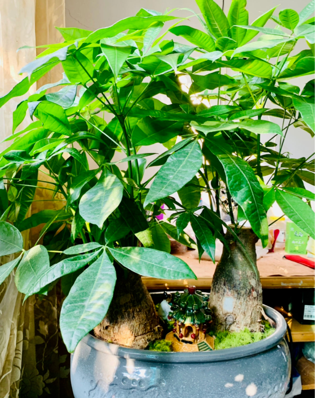 寓意好适合家里养的花,10种最旺家的花及寓意