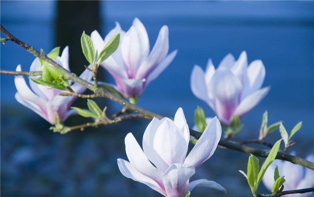 笠翁对韵国学经典21页,笠翁对韵经典篇章赏读