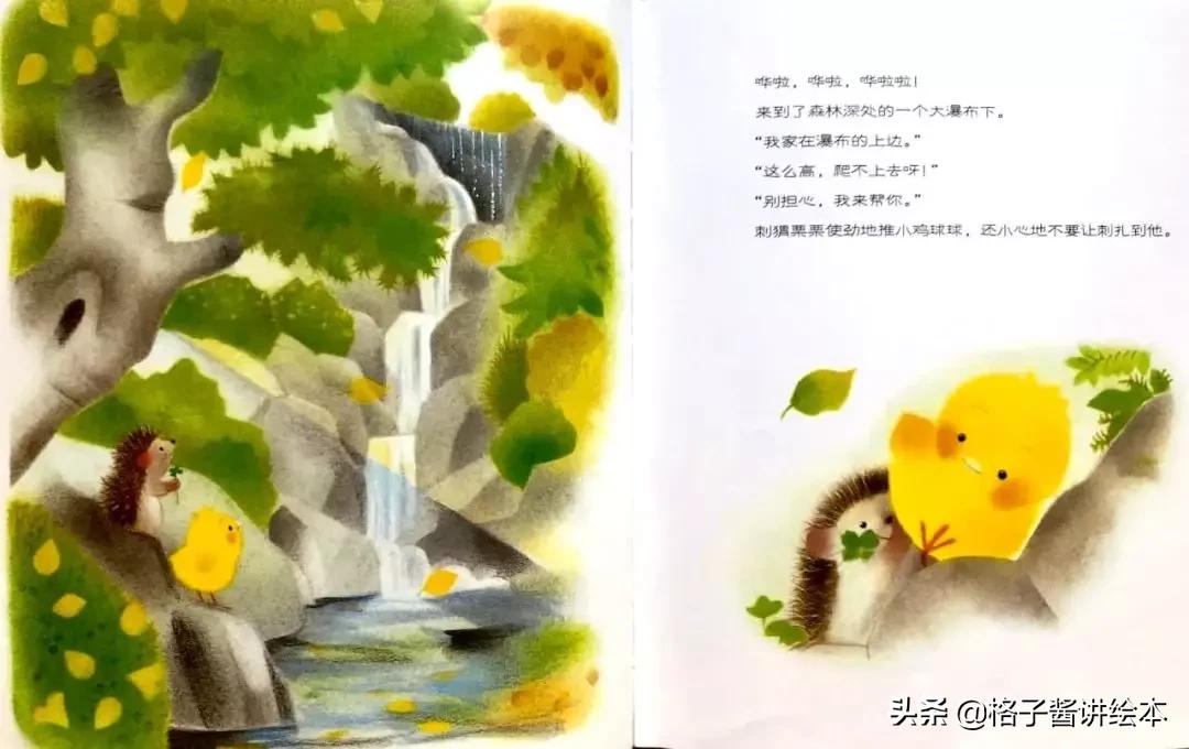 绘本推荐小鸡球球,小鸡球球和小刺猬绘本讲解