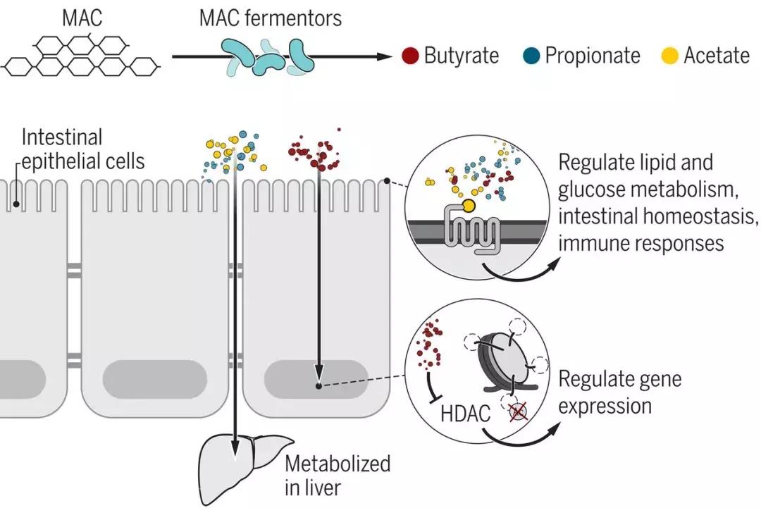 怎么吃都不胖有人喝凉水都长肉,为什么有人吃不胖而喝凉水都胖