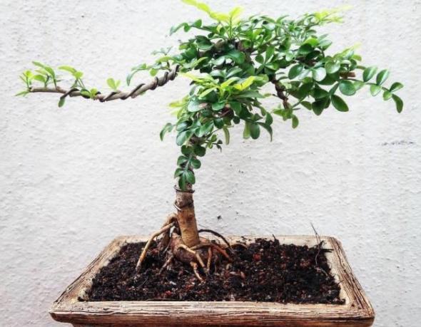 胡椒木盆景的养殖方法和技术图片,胡椒木盆景的造型都有哪些
