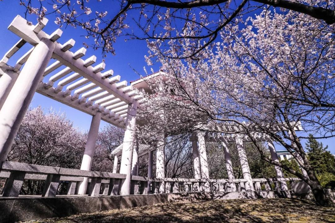 延边大学2020级新生开始报到,延边大学让家长送大一新生进学校