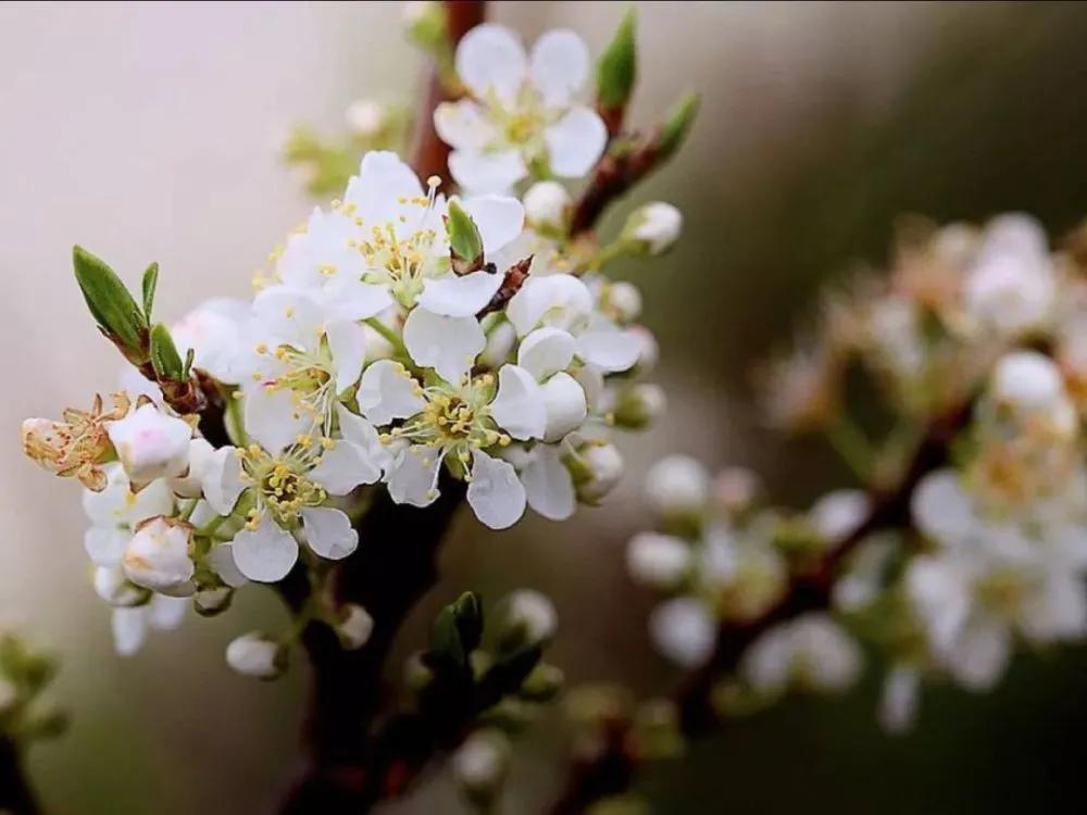 雨打梨花深闭门解析,雨打梨花深闭门忘了青春误了青春