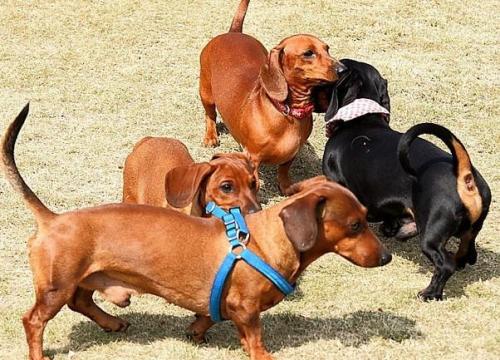 最聪明的狗狗排行榜第一位,国内狗狗的品种大全