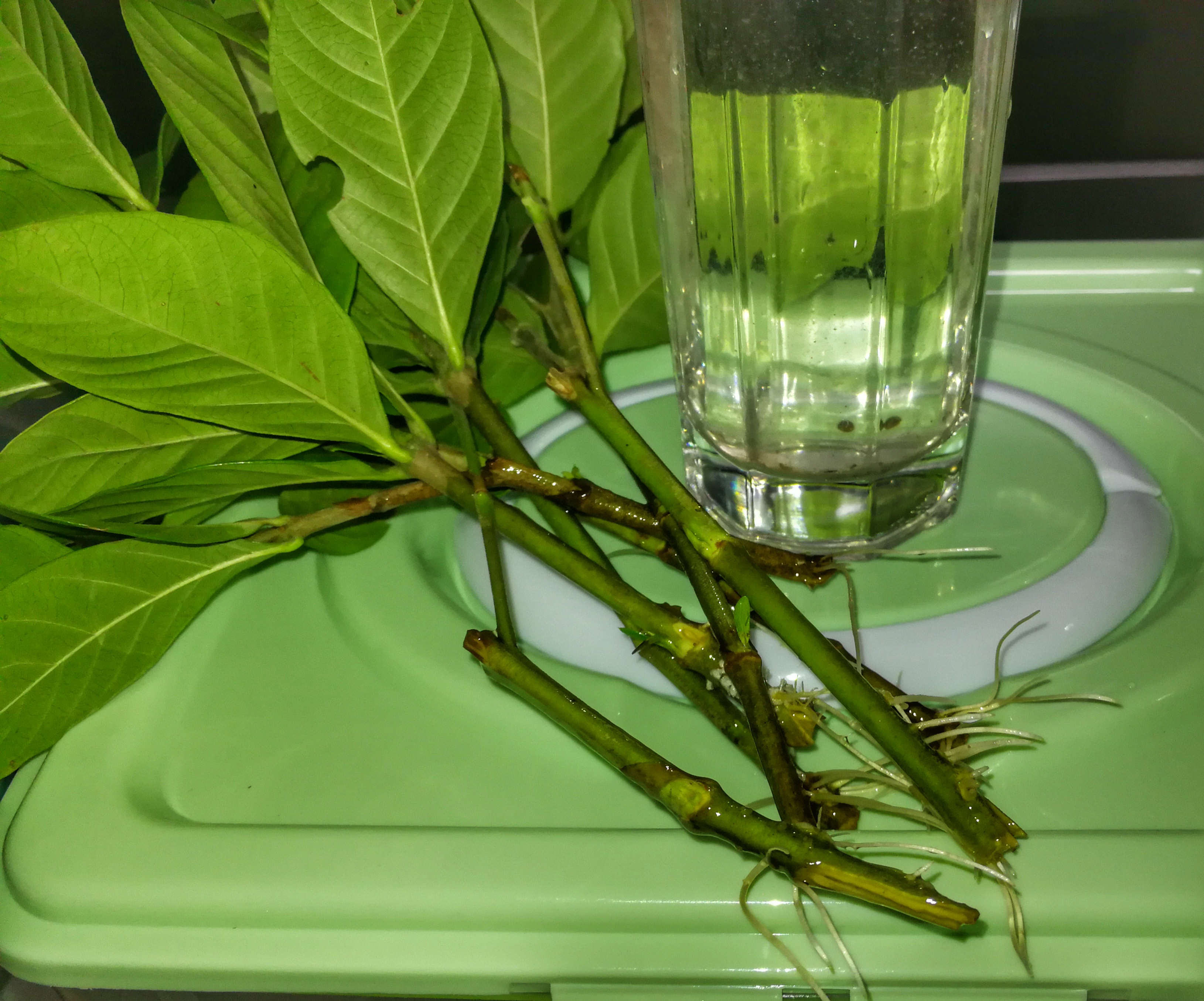 栀子花开败了以后要怎么养,土养栀子和水养栀子