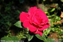 玫瑰的花语100句,一朵盛开的玫瑰花语