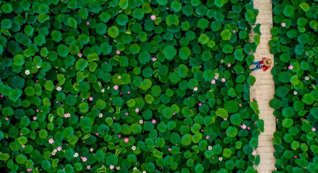 夏季最美荷花在哪里,山东最漂亮的荷花