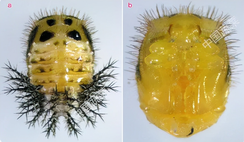 为什么马铃薯瓢虫只吃马铃薯,马铃薯瓢虫吃土豆吗