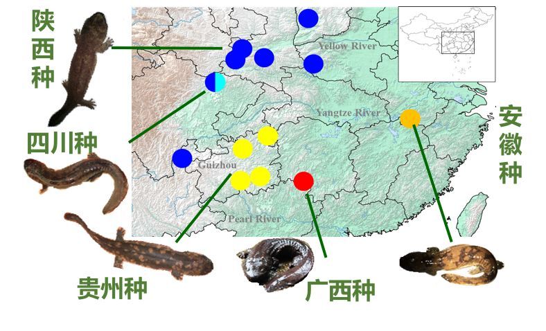 张家界桑植娃娃鱼养殖,桑植哪里有养殖娃娃鱼的