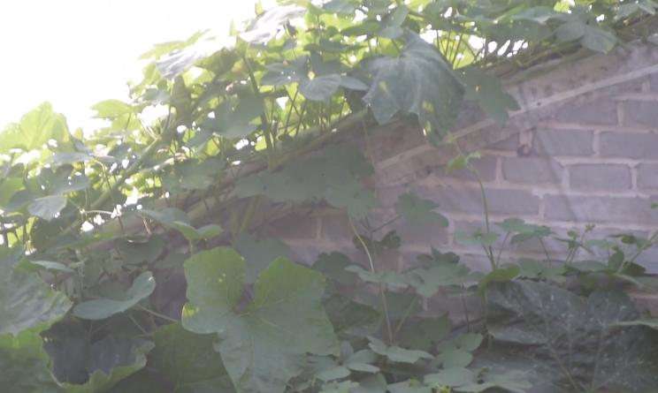 南瓜如何整枝打杈留瓜讲解图,南瓜长到2米长后怎么样整枝打叶