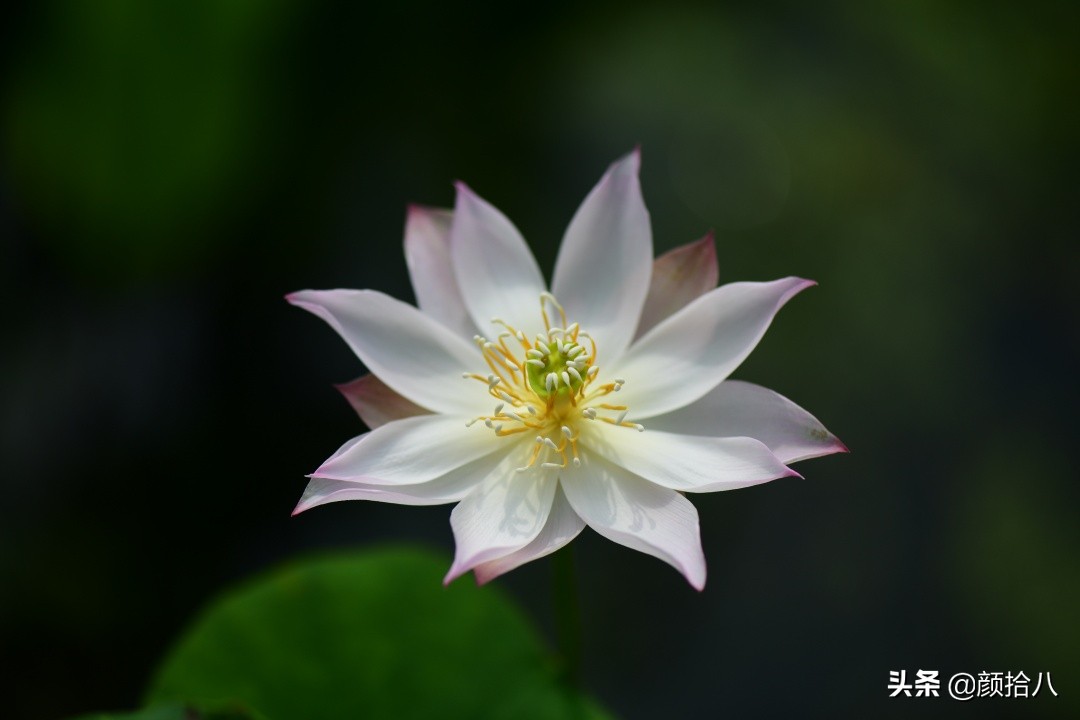 碗莲种藕生长到开花全过程,碗莲种藕到开花的过程