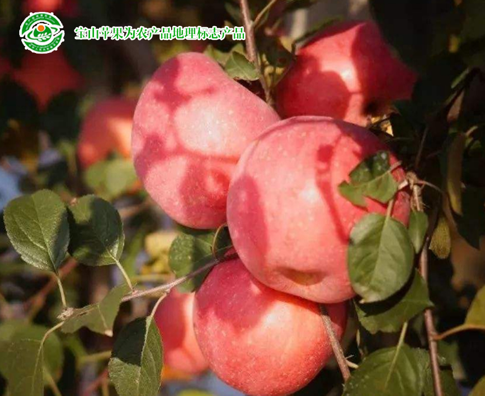 青岛特产十二道海味,青岛特产必买清单排行榜第一名