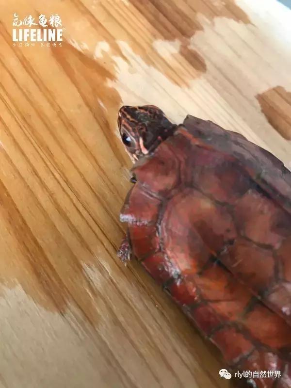 枫叶龟品种及图片大全,地龟和枫叶龟的区别