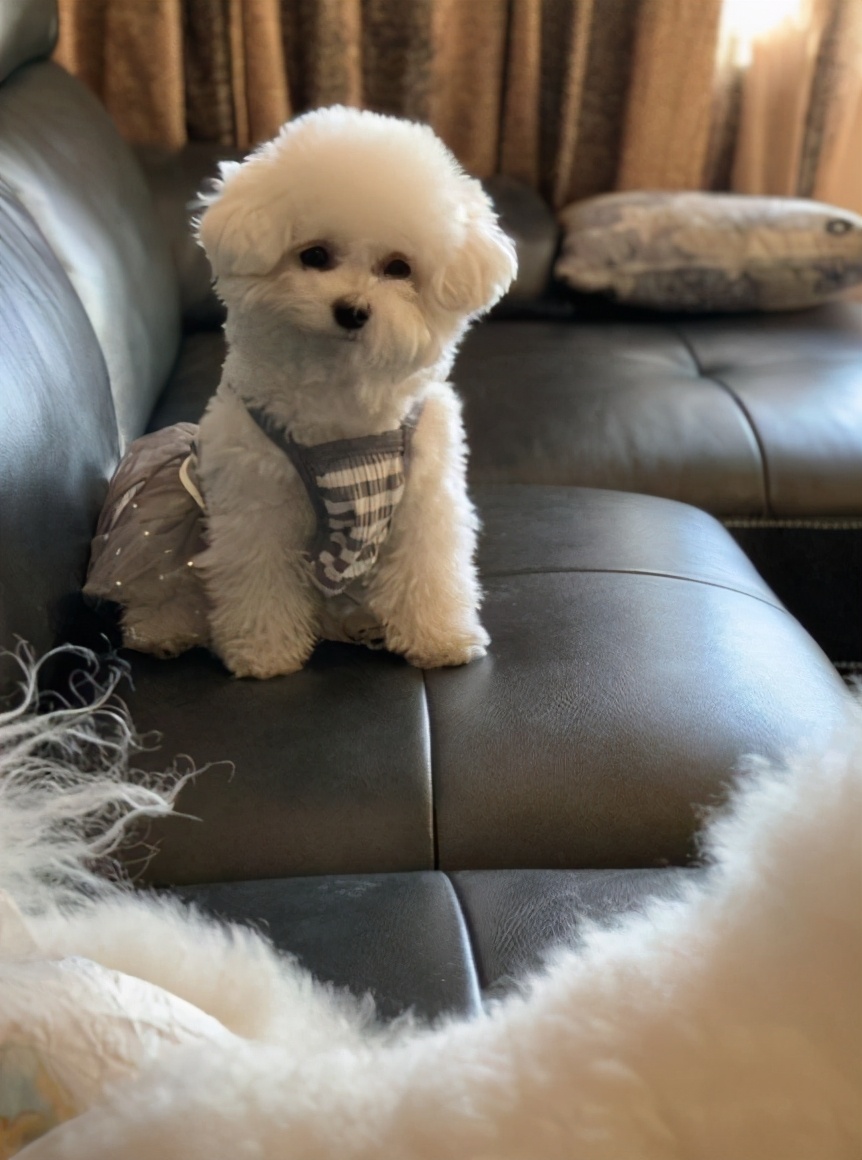 比熊各种行为的含义,比熊各种的反应代表什么