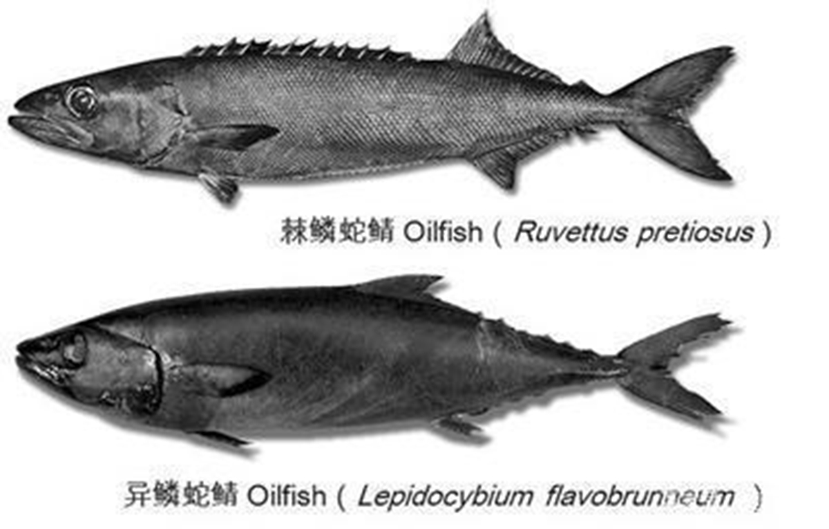 名不虚传的费裤衩鱼，吃完化身喷油射手，香滑口感带来尴尬境遇