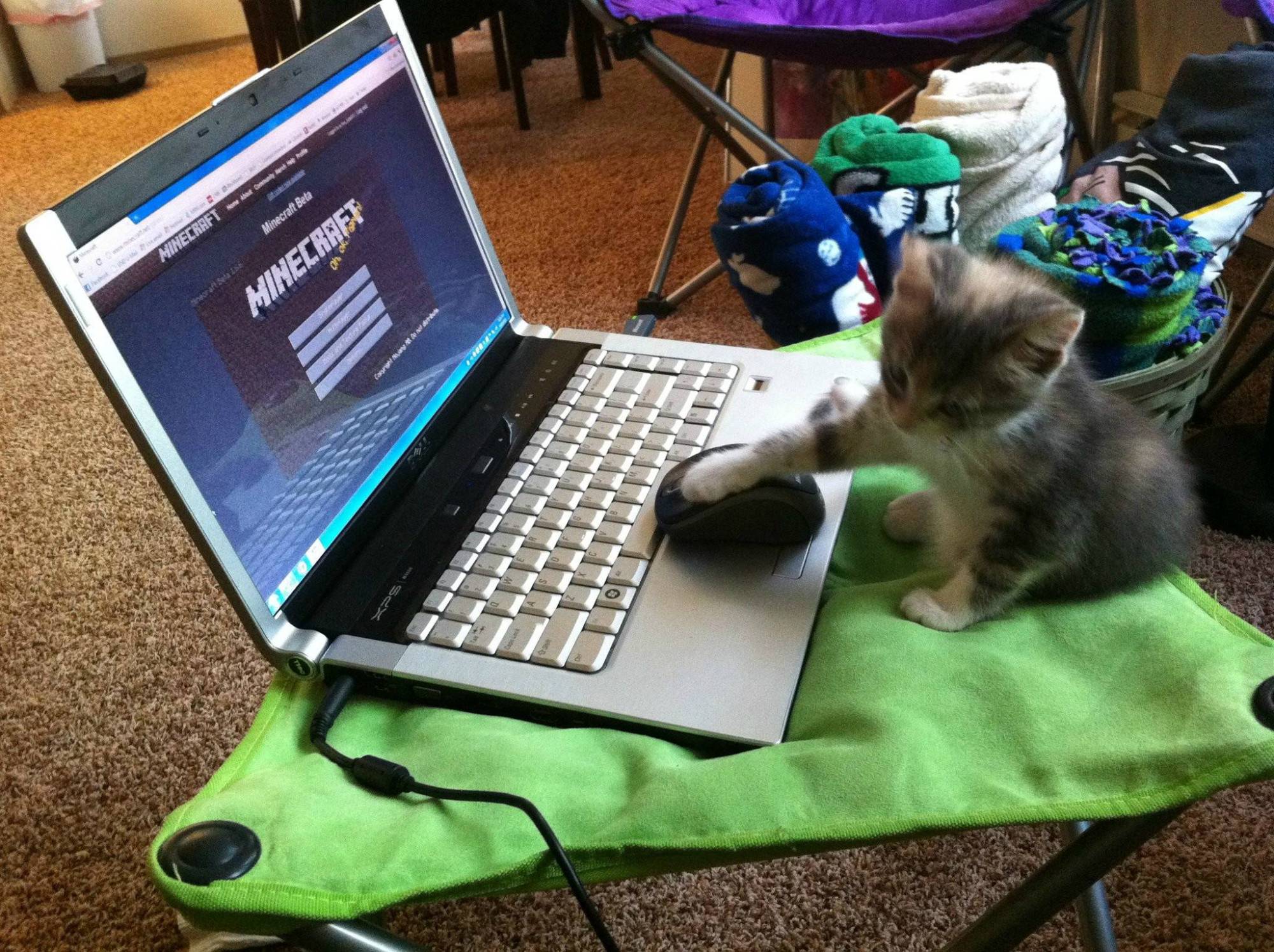 minecraft第一种鸟类,minecraft里的狗怎么才能有