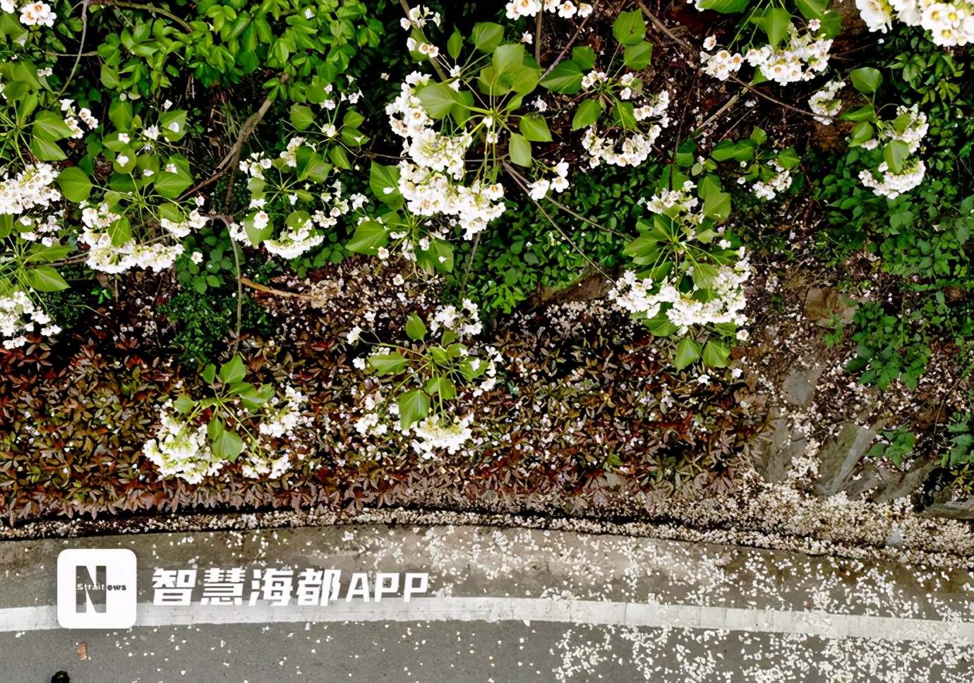 美翻了！福州将迎来两波白色浪漫！油桐、千年桐相继开放