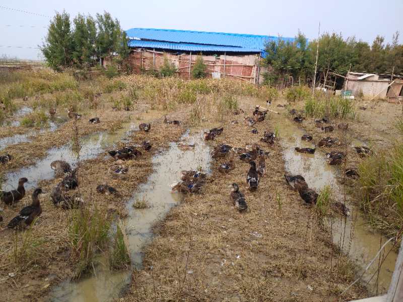 莲花血鸭和宁远血鸭,宁远血鸭与新田血鸭的视频