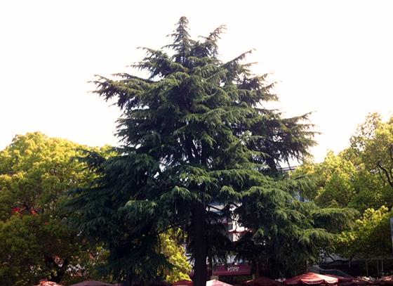 常熟记忆之：雪松之下——校友眼中“省中”的前世今生