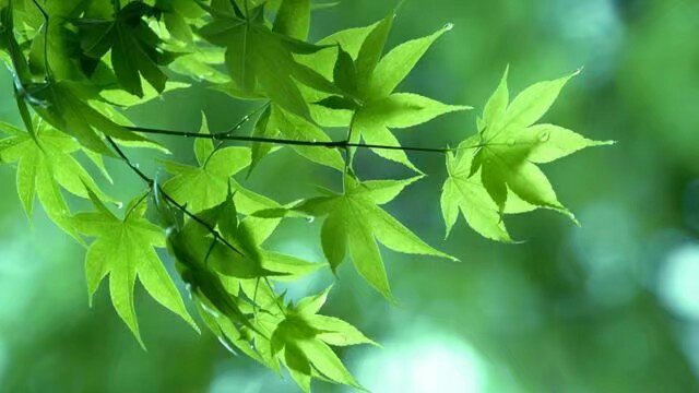 绑架幼女案件,绑架幼女案