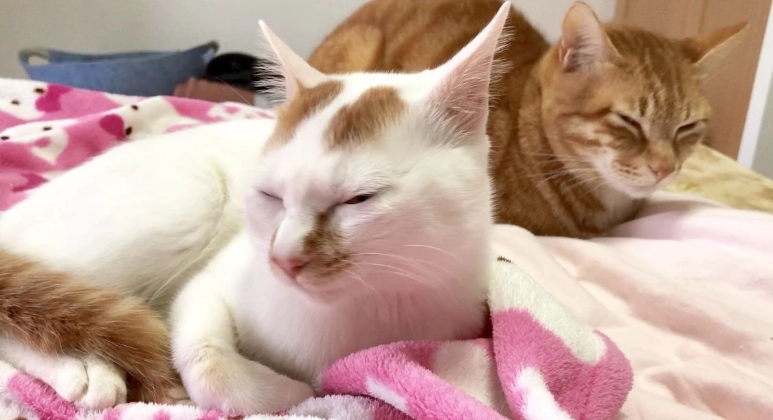 猫三联打一针就能预防猫瘟吗,家里母猫得猫瘟小奶猫咋预防