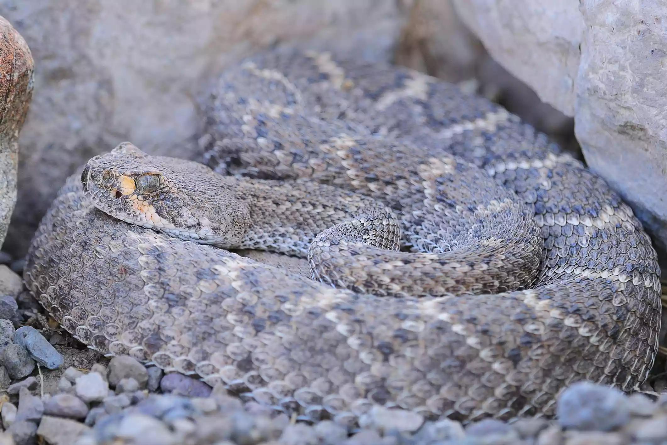 毒蛇有毒吗蛇会咬人吗,有毒毒蛇和没毒蛇如何区别