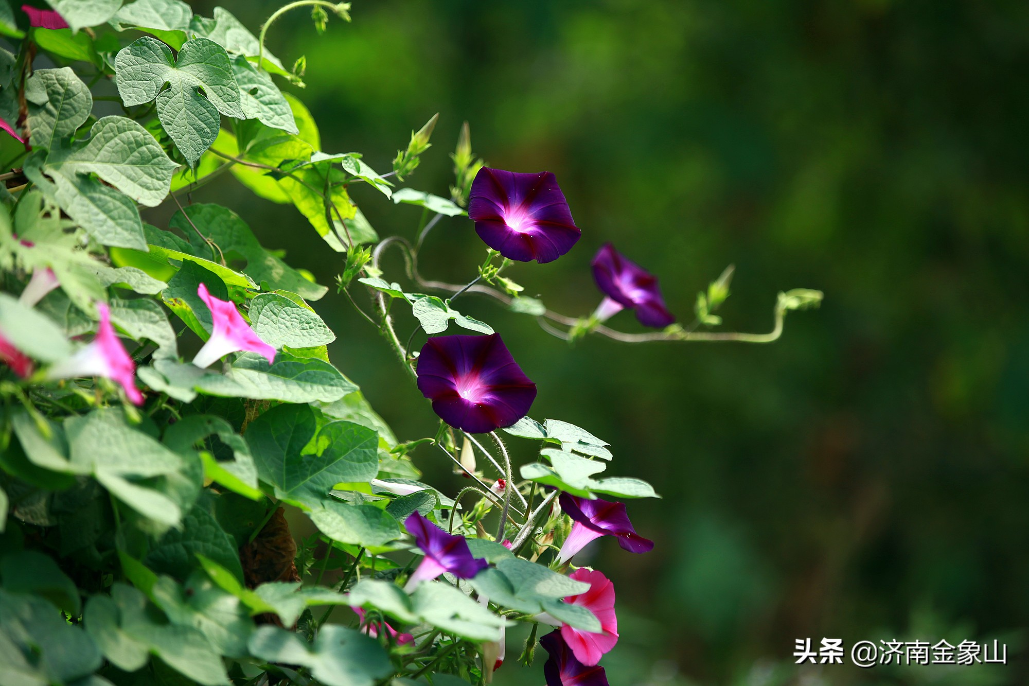 金象山风景区在哪里啊,金象山咋样