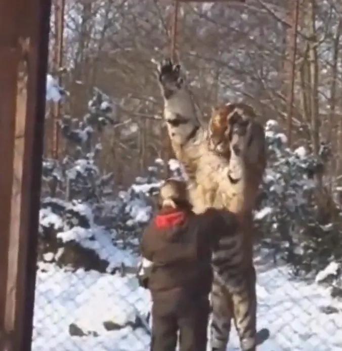 东北虎下山进村伤人老虎被鹅咬,东北虎下山进村伤人最后怎么样了